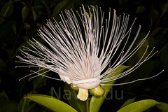 Capparis moonii